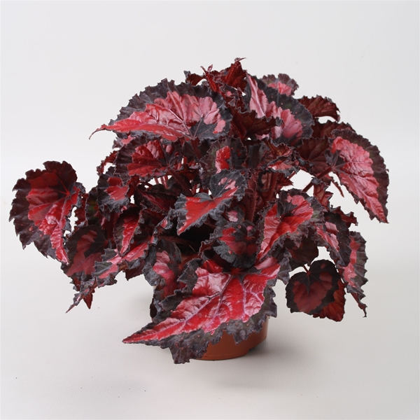 Begonia Beleaf Inca Night