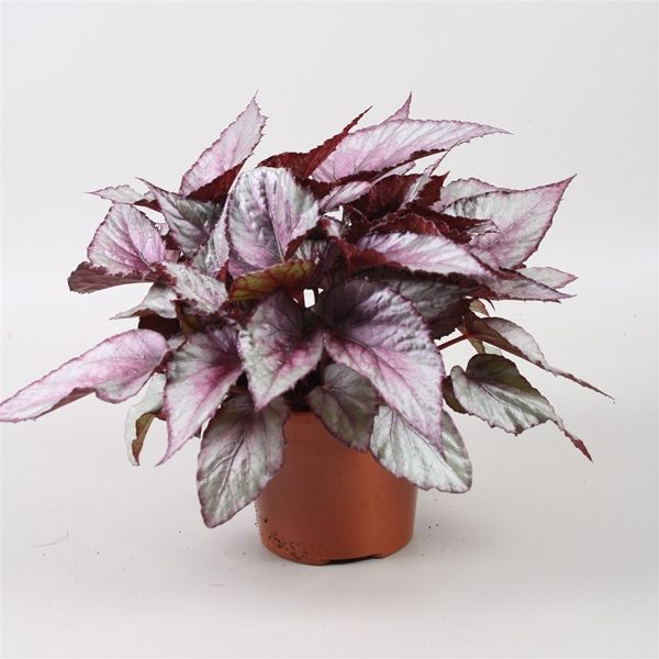 Begonia Beleaf Maori Haze