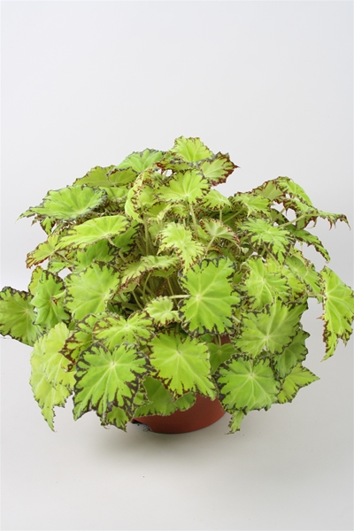 Begonia Beleaf Lima Love