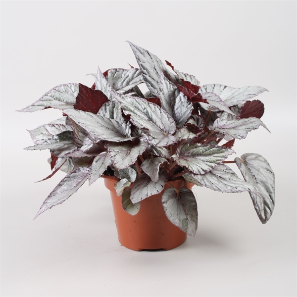 Begonia Beleaf Arctic Breeze