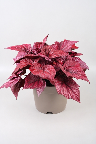 Begonia Beleaf Inca Flame