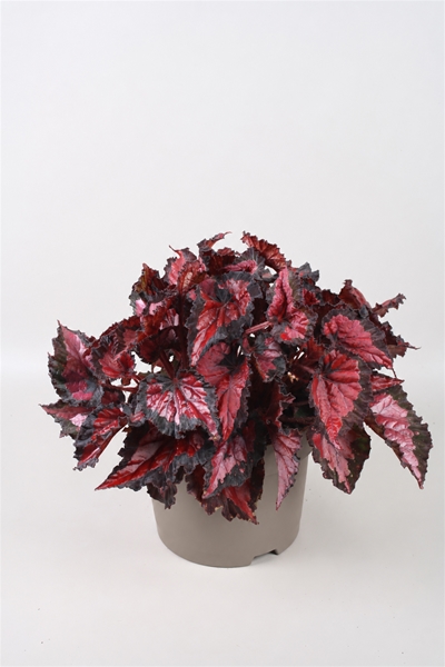 Begonia Beleaf Inca Night