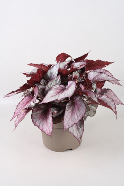 Begonia Beleaf Maori Haze