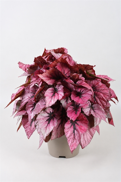 Begonia Beleaf Indian Summer