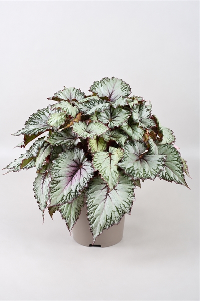 Begonia Beleaf Asian Tundra