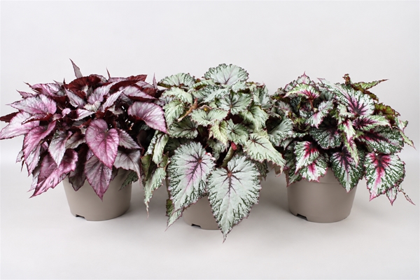 Begonia Beleaf Mixtray