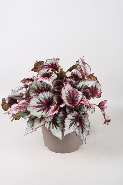 Begonia Beleaf Evening Glow