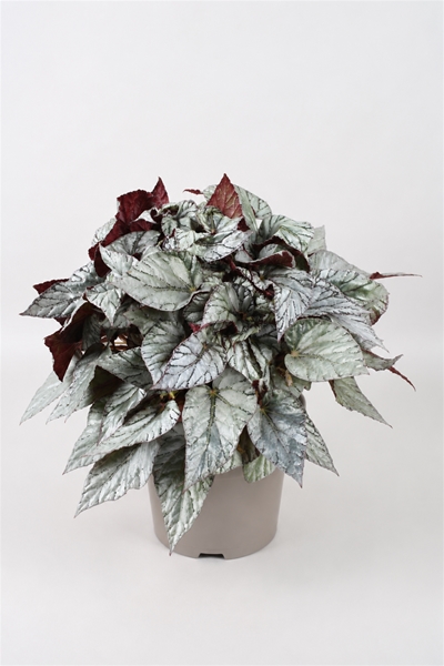 Begonia Beleaf Arctic Breeze