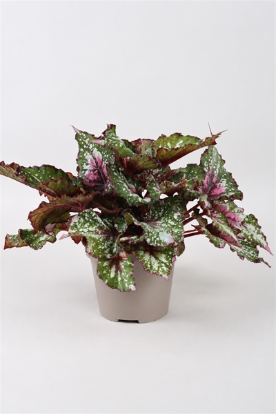 Begonia Beleaf Alaska Creek