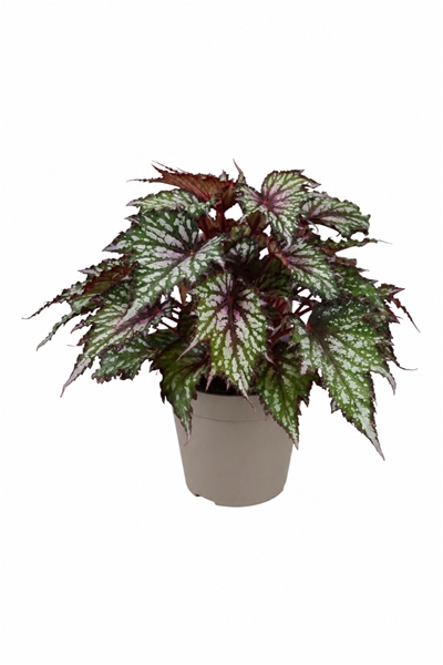 Jungle Wonders Tricolore
