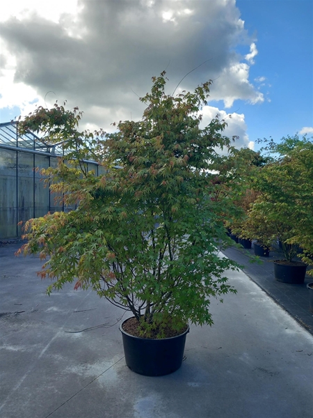Acer Palmatum