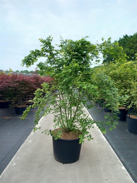 Acer Palmatum