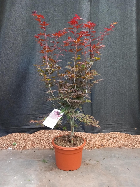 Acer Palmatum Atropurpureum