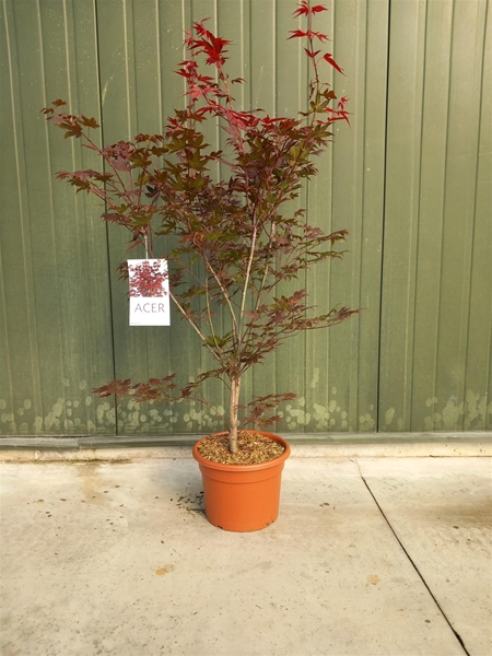 Acer Palmatum Atropurpureum