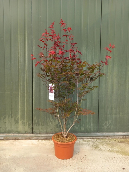 Acer Palmatum Atropurpureum
