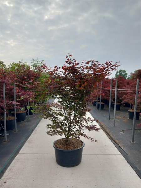 Acer Palmatum Atropurpureum