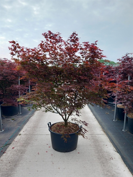 Acer Palmatum Atropurpureum