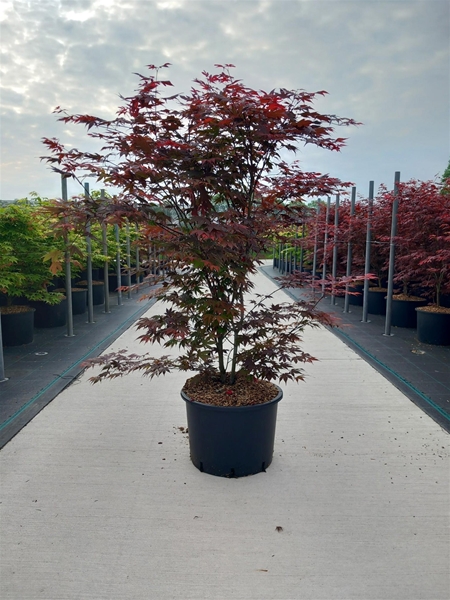 Acer Palmatum Bloodgood