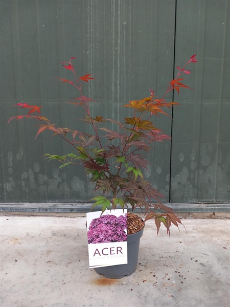Acer Palmatum Bloodgood