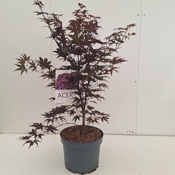 Acer Palmatum Bloodgood