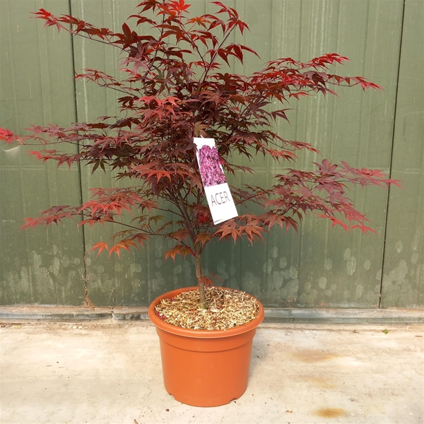 Acer Palmatum Bloodgood