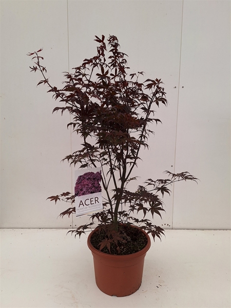Acer Palmatum Bloodgood