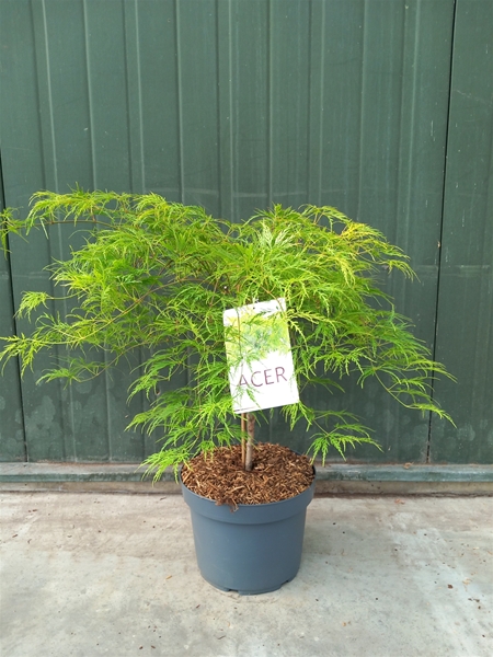 Acer Palmatum Dissectum