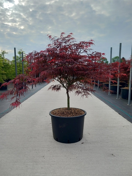 Acer Palmatum Garnet