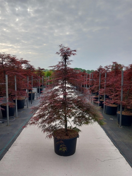 Acer Palmatum Garnet