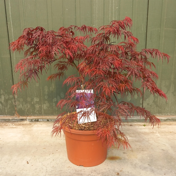 Acer Palmatum Inaba-Shidare