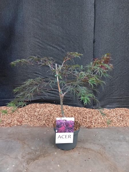 Acer Palmatum Inaba Shidare
