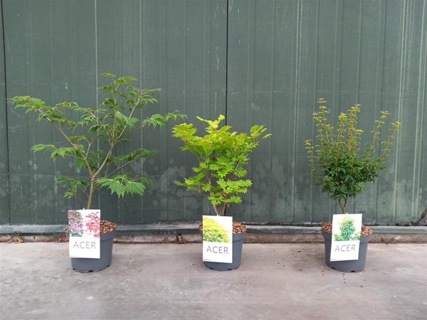 Acer Palmatum Mix CC