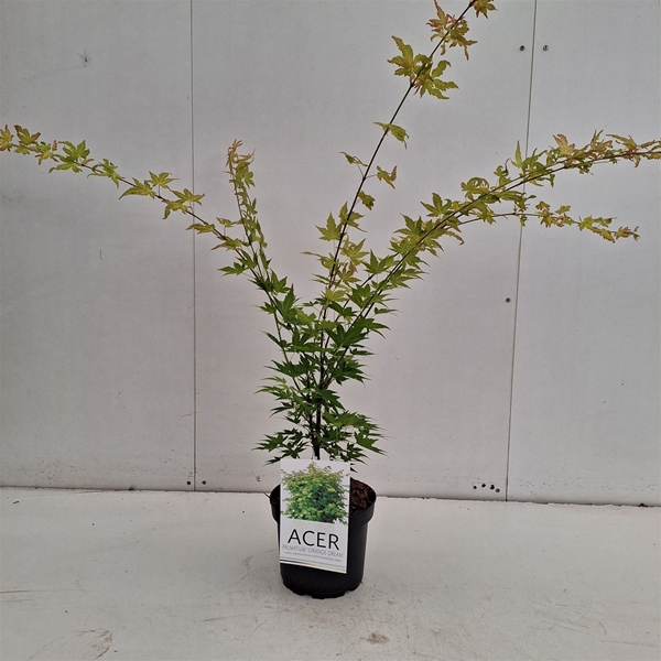 Acer Palmatum Orange Dream
