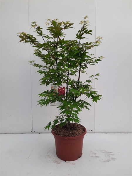 Acer Palmatum Osakazuki