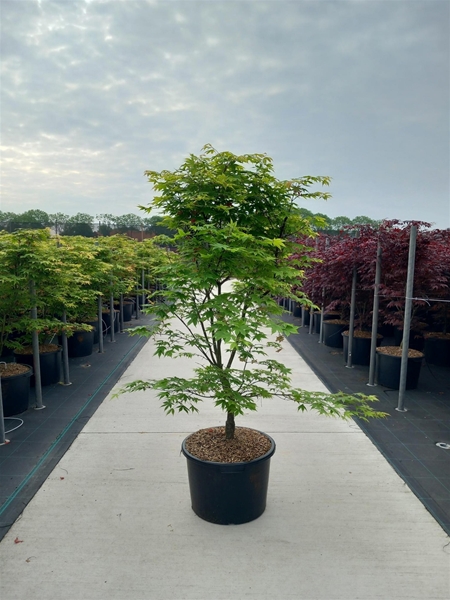 Acer Palmatum Osakazuki