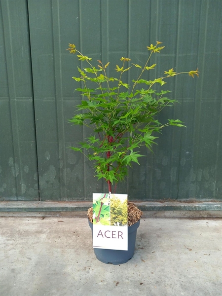 Acer Palmatum Sangokaku