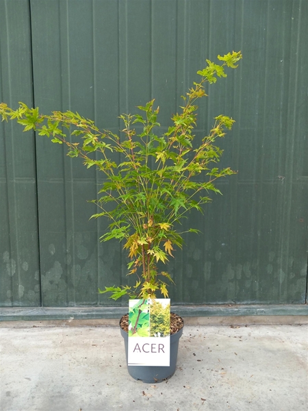Acer Palmatum Sangokaku