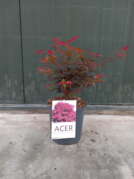 Acer Palmatum Shaina