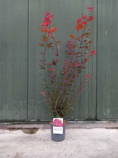 Acer Palmatum Shaina