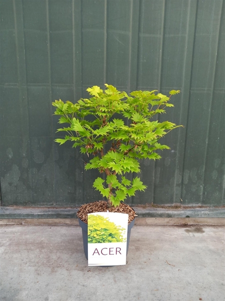 Acer Shirasawanum Aureum