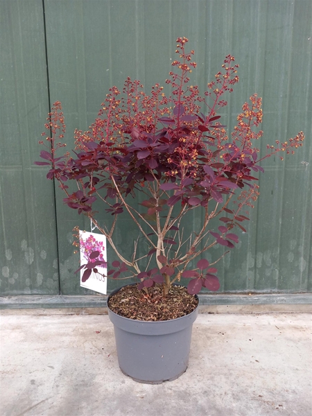 Cotinus Coggygria Royal purple