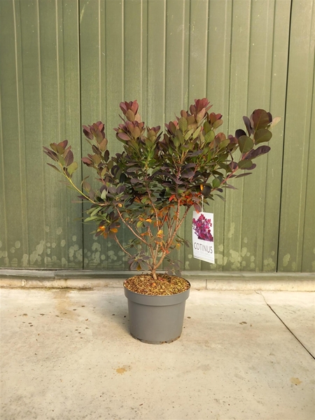 Cotinus Coggygria Royal purple