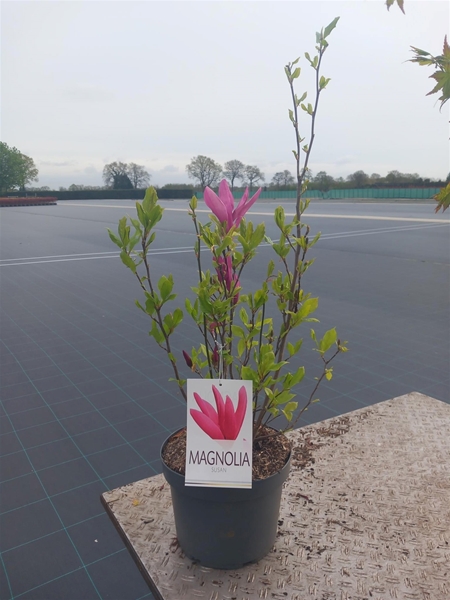 Magnolia Susan
