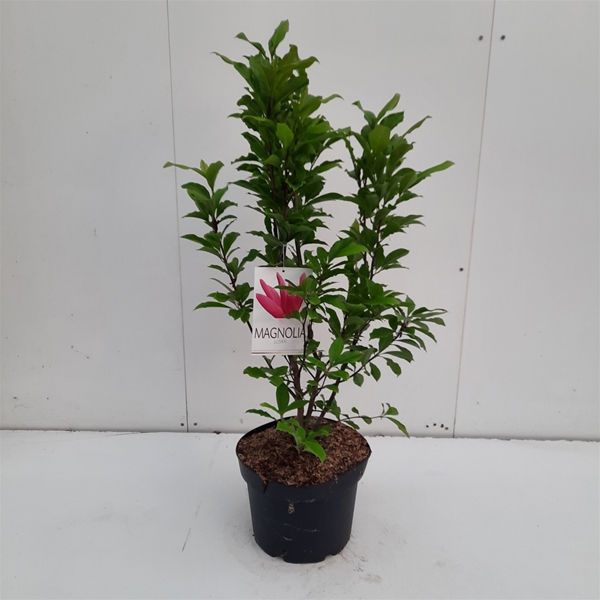 Magnolia Susan