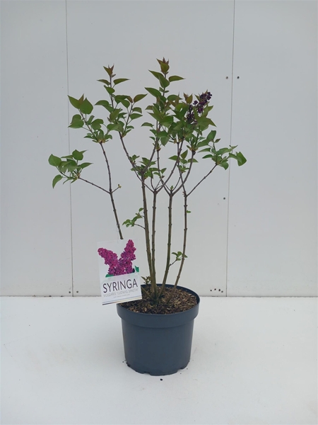 Syringa Ludwig Spath
