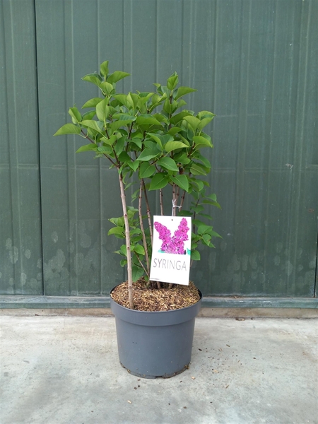 Syringa Ludwig Spath