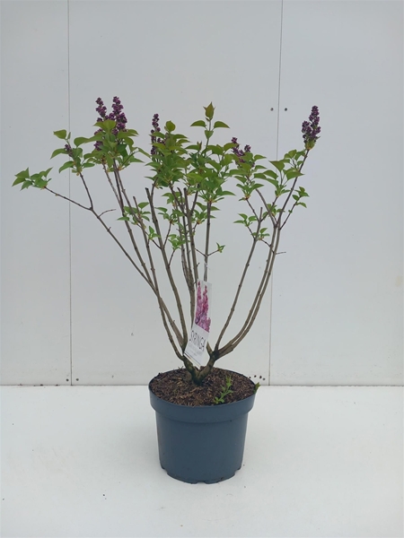 Syringa Michel Buchner