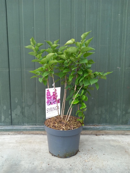 Syringa Michel Buchner