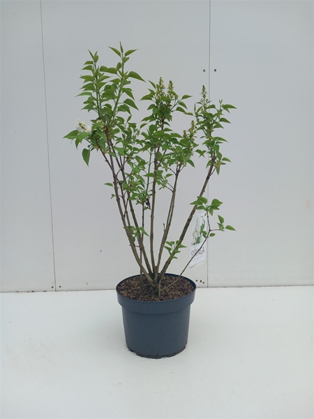 Syringa Mme Lemoine