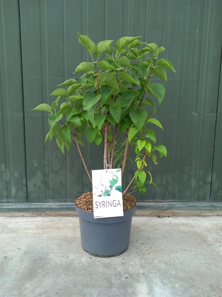 Syringa Mme Lemoine